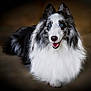 animal, black_and_white, blue_eyes, canine, close_up, cute, dog, domestic_animal, ears, fluffy_fur, friendly, furry, happy, indoor, long_fur, lying_down, muzzle, pet, portrait, smiling