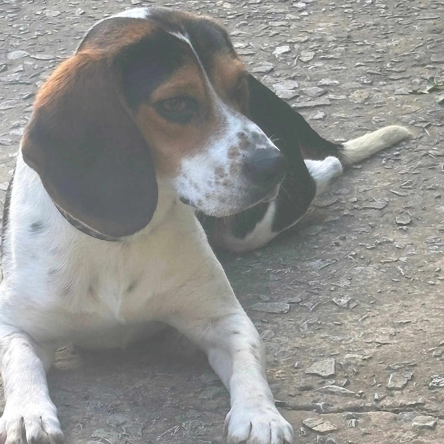 Buddy is registered to the contest to win money with this photo: animal, beagle, black, brown, canine, companion, dog, ears, fur, laying_down, nature, outdoor, pavement, pet, quiet, relaxed, rocks, tail, tricolor, white