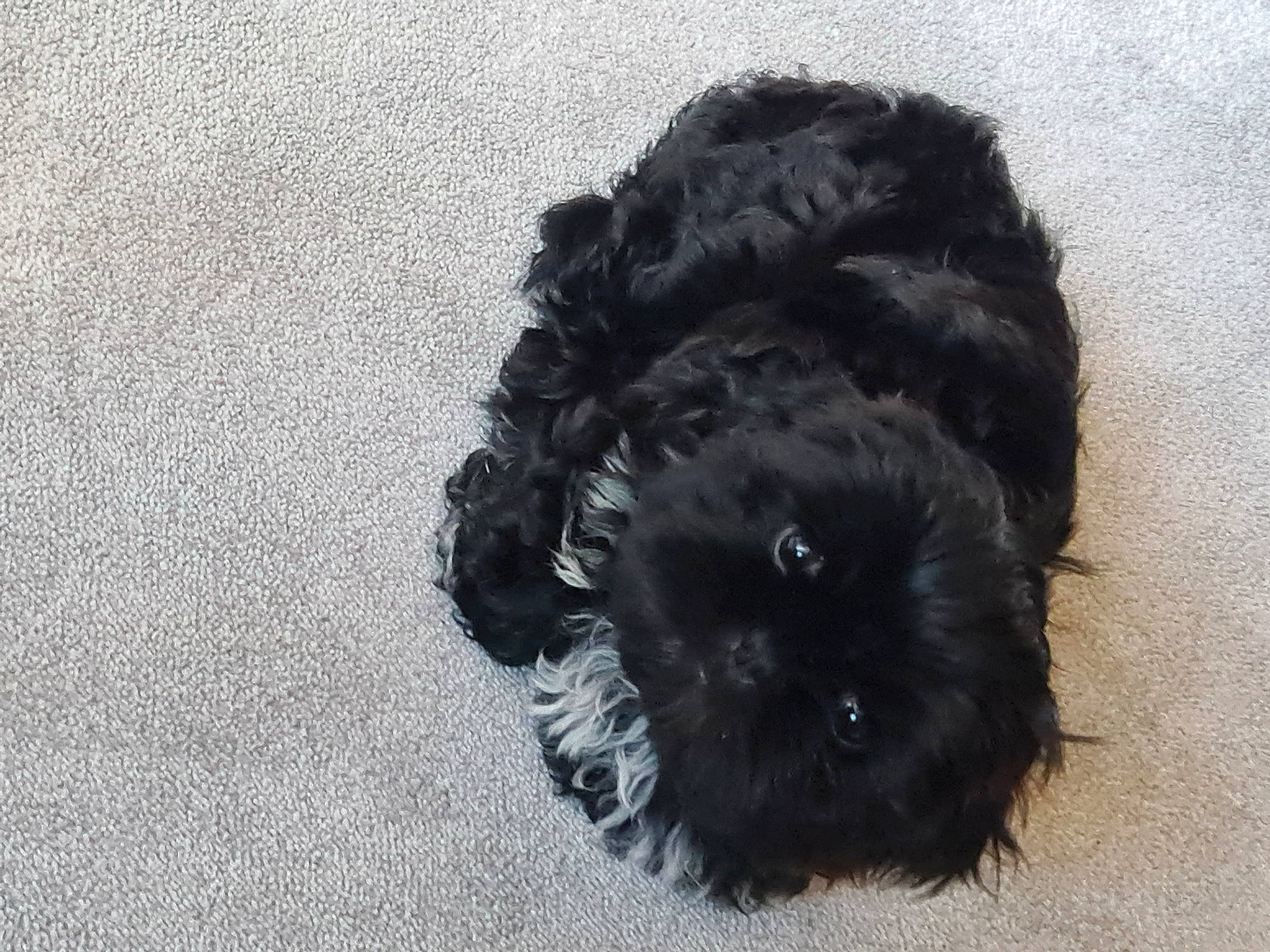 Rosie joined the competition — help win amazing prizes! canidae, carnivore, companion_dog, dog, dog_breed, fur, labradoodle, liver, maltepoo, non_sporting_group, poodle_crossbreed, shih_poo, small_terrier, snout, sporting_group, terrier, toy_dog, water_dog, working_animal