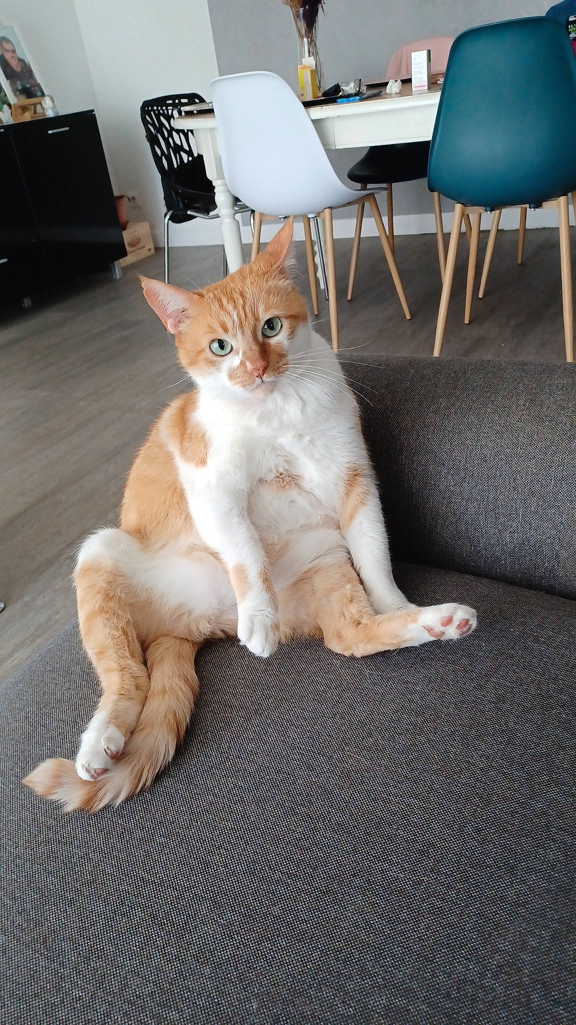 Lipton a rejoint le concours — aidez-le/la à gagner de superbes lots ! carnivore, cat, chair, claw, comfort, domestic_short_haired_cat, fawn, felidae, floor, flooring, foot, fur, hardwood, human_leg, paw, small_to_medium_sized_cats, snout, tail, whiskers, wood