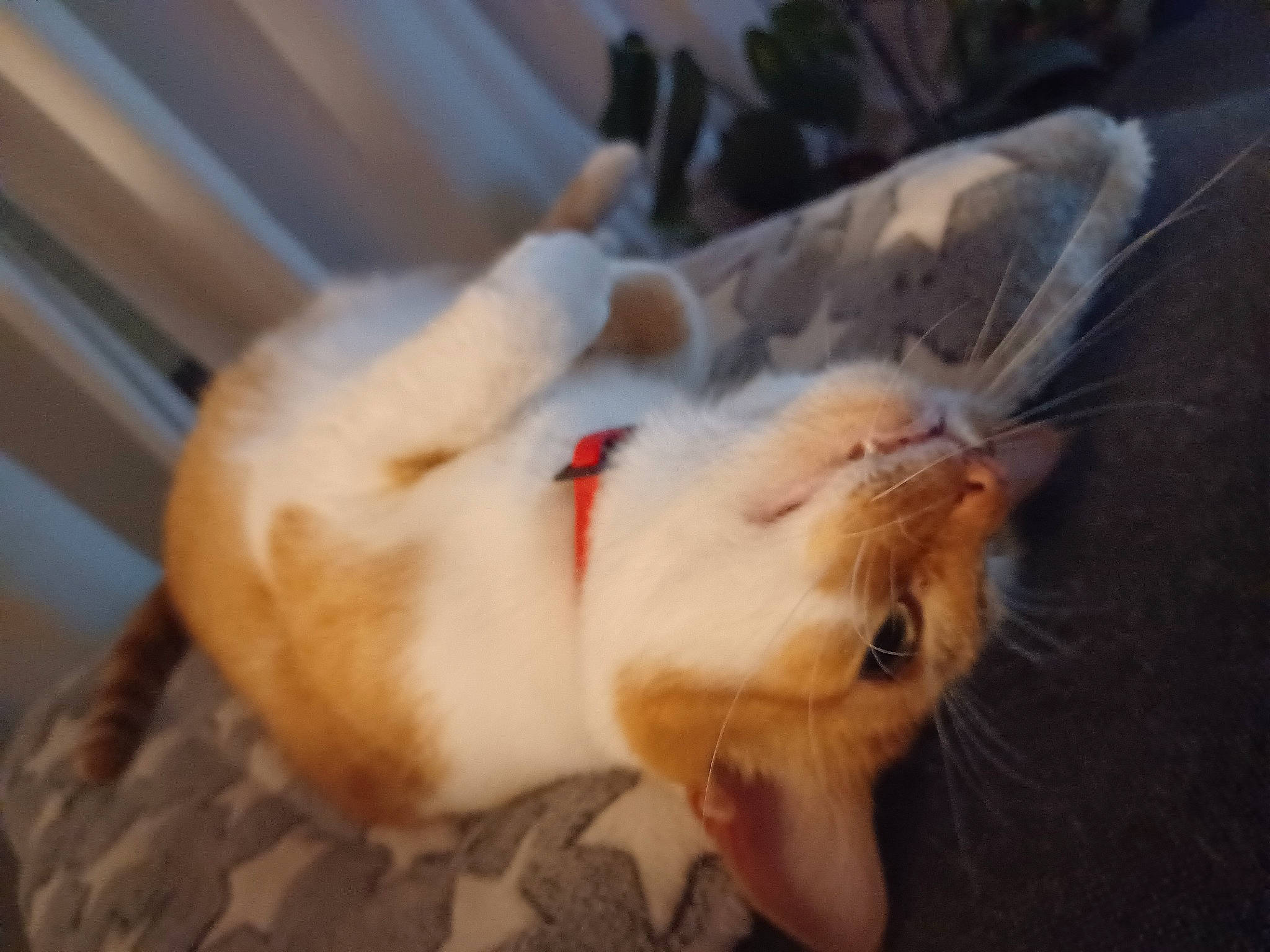 Lipton a rejoint le concours — aidez-le/la à gagner de superbes lots ! canidae, carnivore, cat, claw, comfort, companion_dog, dog_breed, domestic_short_haired_cat, ear, fang, fawn, felidae, fur, gesture, paw, small_to_medium_sized_cats, snout, sporting_group, tail, whiskers