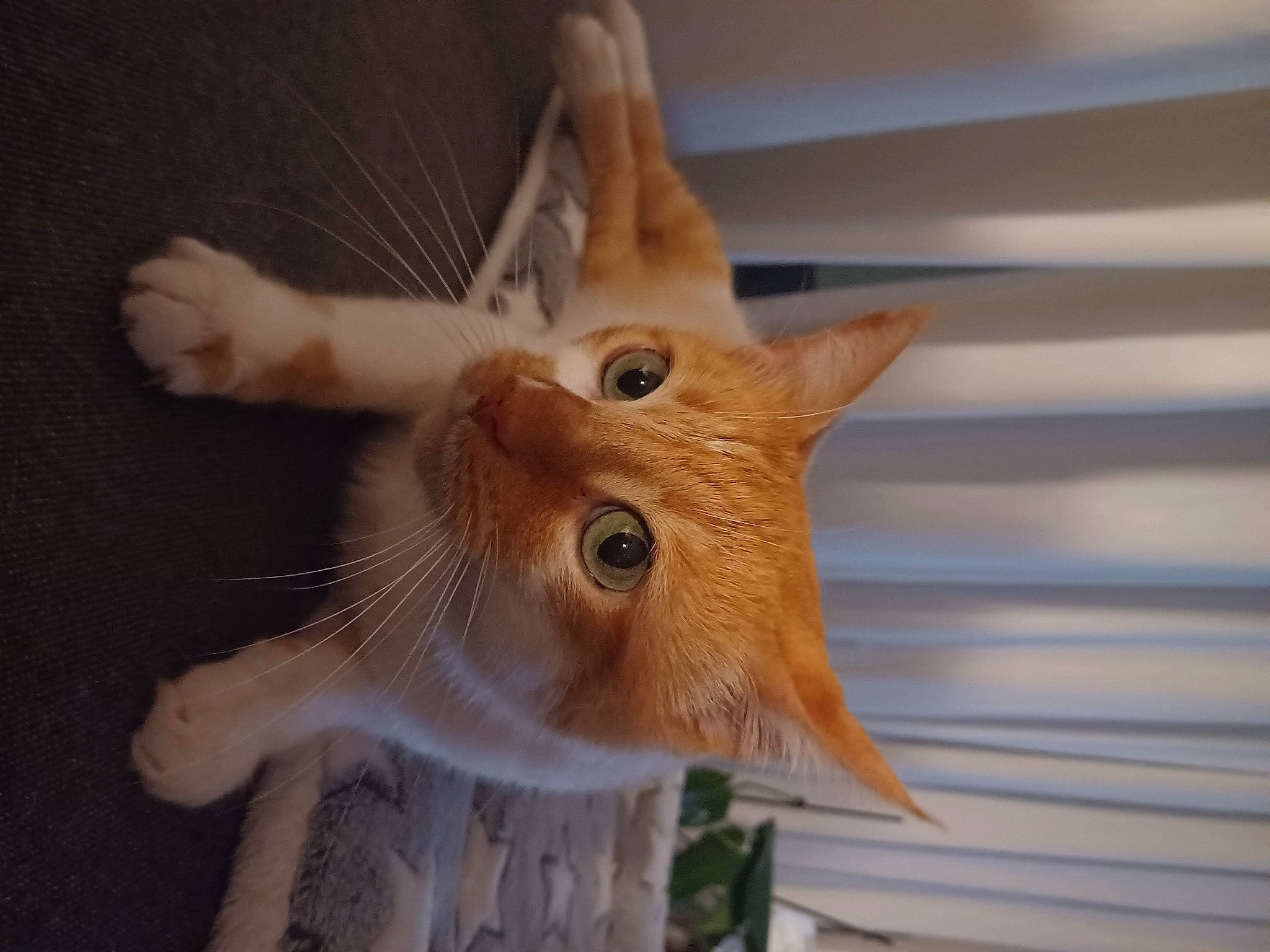 Lipton participe au concours pour gagner de l'argent avec cette photo : carnivore, cat, claw, domestic_short_haired_cat, ear, eye, fawn, felidae, fur, iris, paw, plant, small_to_medium_sized_cats, snout, tail, whiskers, wood