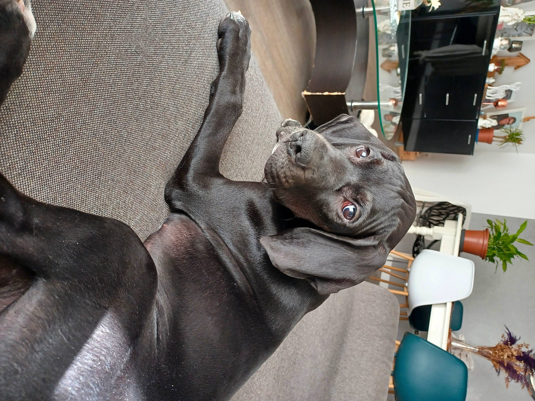 Urus a rejoint le concours — aidez-le/la à gagner de superbes lots ! art, automotive_design, carmine, comfort, eyewear, fashion_accessory, fawn, fictional_character, fur, grey, human_leg, linens, personal_protective_equipment, plant, room, sculpture, snout, statue, whiskers, working_animal