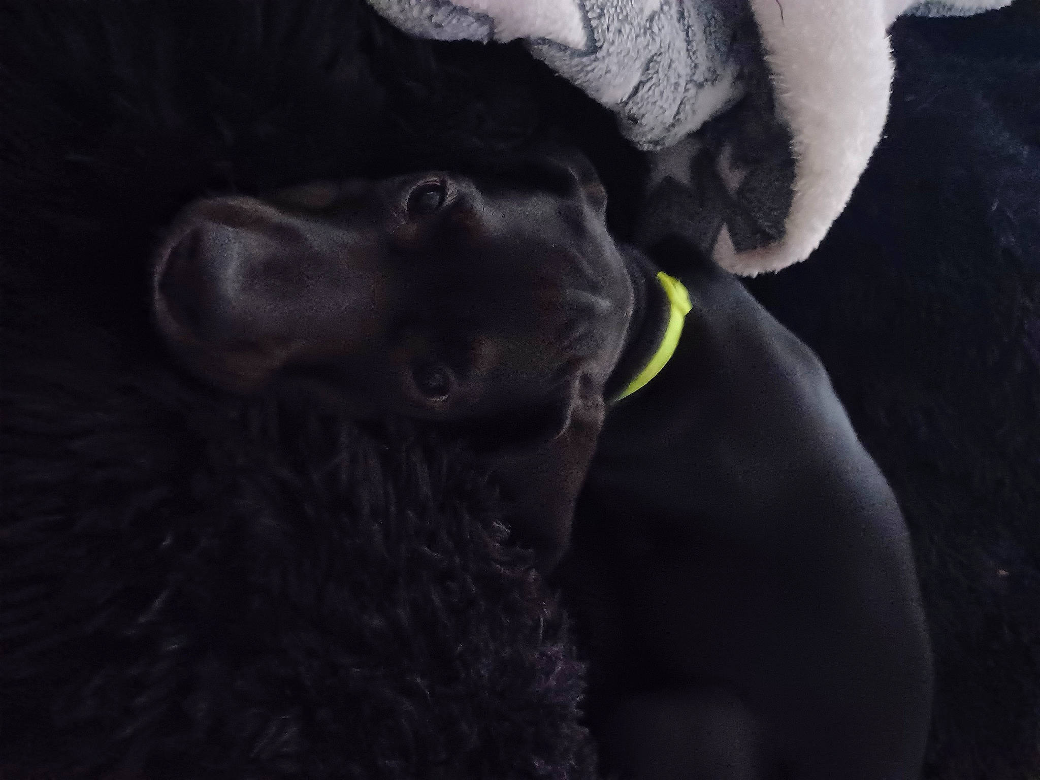 Urus participe au concours pour gagner de l'argent avec cette photo : carnivore, darkness, dog, dog_breed, ear, flash_photography, fur, gesture, guard_dog, monochrome_photography, snout, sporting_group, terrestrial_animal, whiskers, working_animal