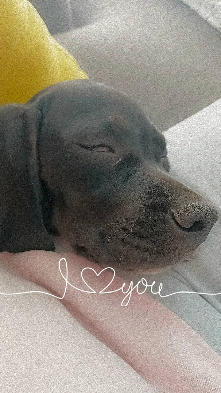 Urus a rejoint le concours — aidez-le/la à gagner de superbes lots ! canidae, carnivore, comfort, companion_dog, dog, dog_breed, dog_collar, fur, liver, metal, non_sporting_group, sitting, snout, sporting_group, terrestrial_animal, whiskers, working_animal