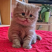 Xena a rejoint le concours — aidez-le/la à gagner de superbes lots ! animal, cat, cozy, cute, eyes, fluffy, fur, furniture, home, indoor, kitten, looking, mammal, pet, plant, portrait, red_blanket, sitting, small, young