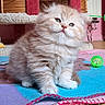 kitten, cat, fluffy, long_hair, cream_color, gray_fur, blue_eyes, face, whiskers, sitting, pet, animal, play_mat, cat_tree, toy_ball, indoors, home, portrait, cute, playful