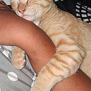 Oliver joined the competition — help win amazing prizes! cat, orange_tabby, sleeping, pet, animal, paw, fur, resting, cute, domestic_cat, human_arm, closeup, indoor, cozy, bed, blanket, striped, relaxation, comfort, friendship