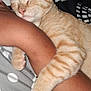 cat, orange_tabby, sleeping, pet, animal, paw, fur, resting, cute, domestic_cat, human_arm, closeup, indoor, cozy, bed, blanket, striped, relaxation, comfort, friendship