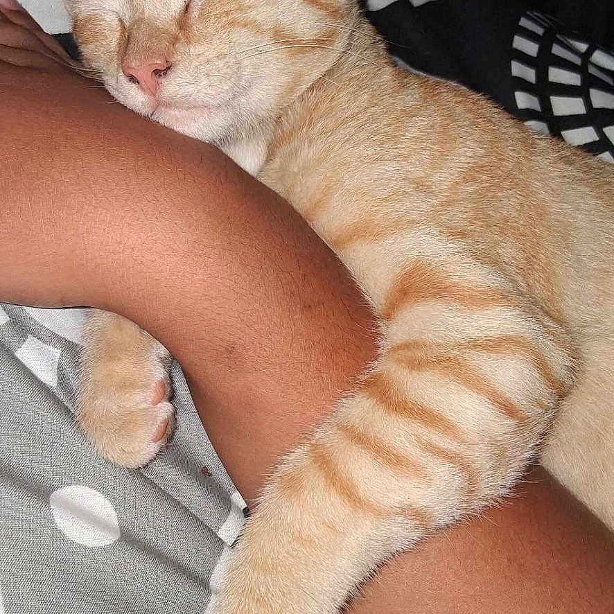 Oliver joined the competition — help win amazing prizes! animal, bed, blanket, cat, closeup, comfort, cozy, cute, domestic_cat, friendship, fur, human_arm, indoor, orange_tabby, paw, pet, relaxation, resting, sleeping, striped