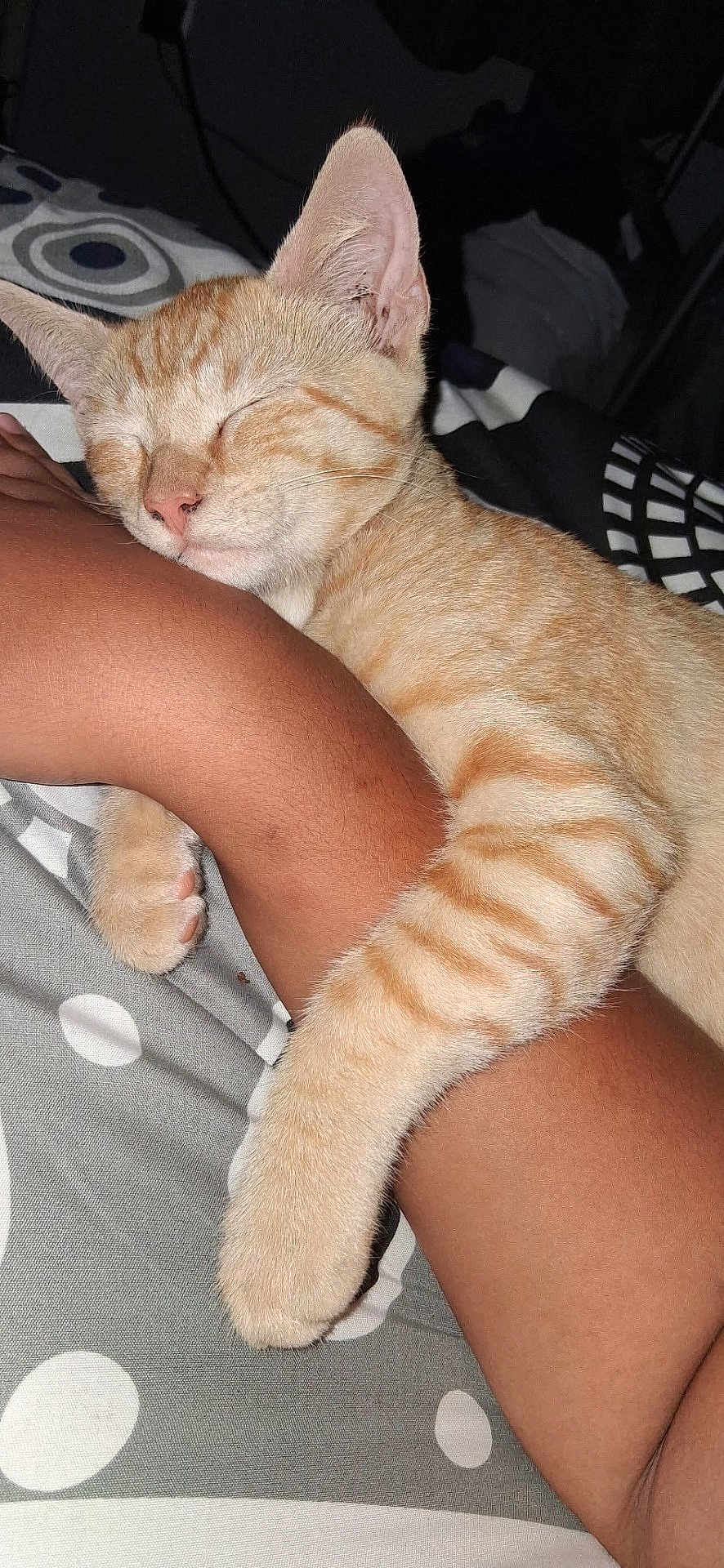 Oliver joined the competition — help win amazing prizes! cat, orange_tabby, sleeping, pet, animal, paw, fur, resting, cute, domestic_cat, human_arm, closeup, indoor, cozy, bed, blanket, striped, relaxation, comfort, friendship
