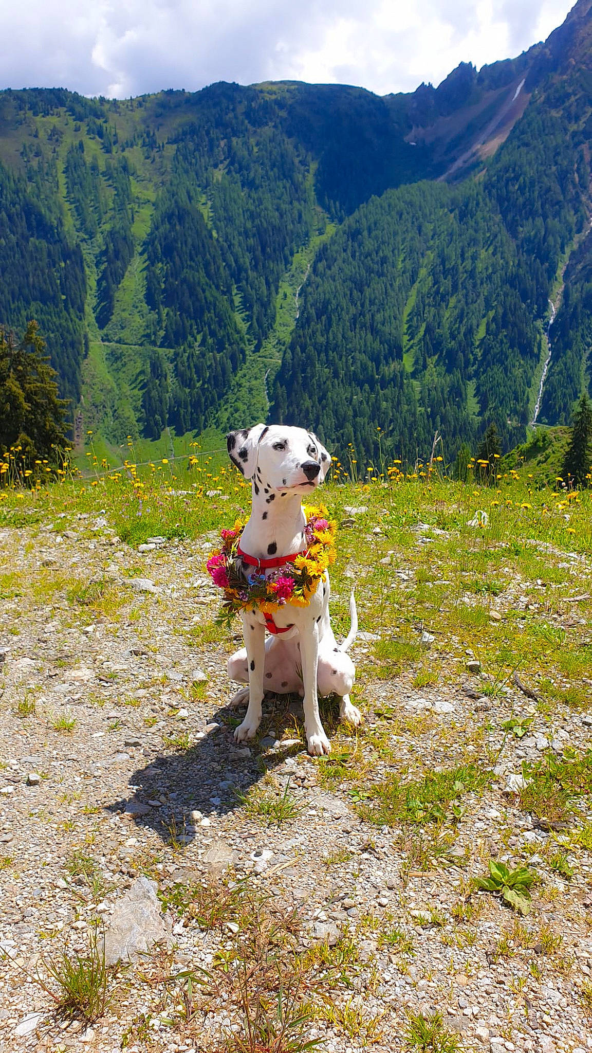 Luna is registered to the contest to win money with this photo: carnivore, companion_dog, dog, dog_breed, fawn, grass, grass_family, grassland, highland, hill, landscape, meadow, mountain, mountain_range, natural_landscape, people_in_nature, plant, sky, tree, working_animal