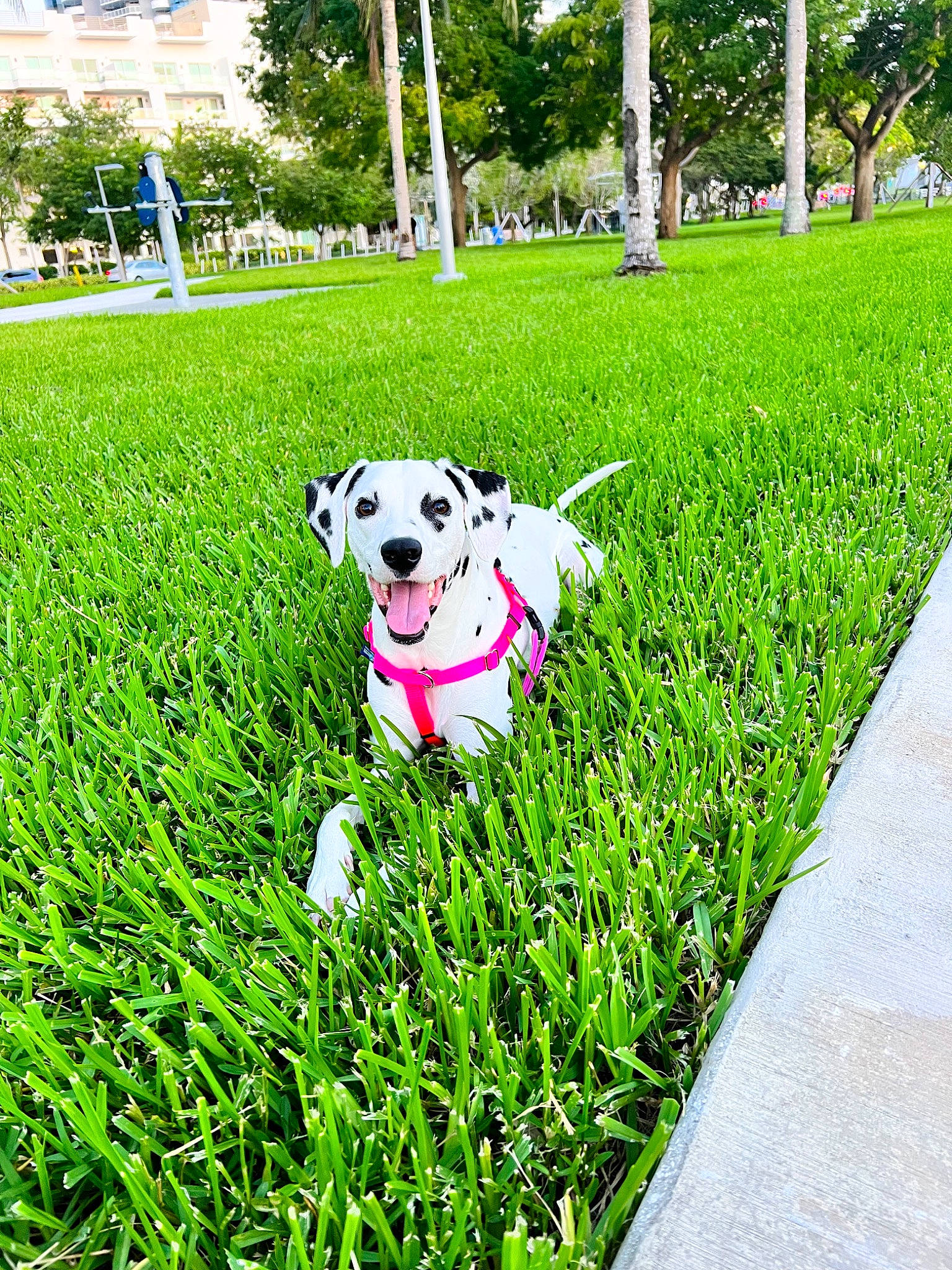 Luna joined the competition — help win amazing prizes! carnivore, companion_dog, dog, dog_breed, flooring, garden, grass, grass_family, grassland, green, groundcover, lawn, leisure, people_in_nature, plant, recreation, shrub, sporting_group, toy, tree