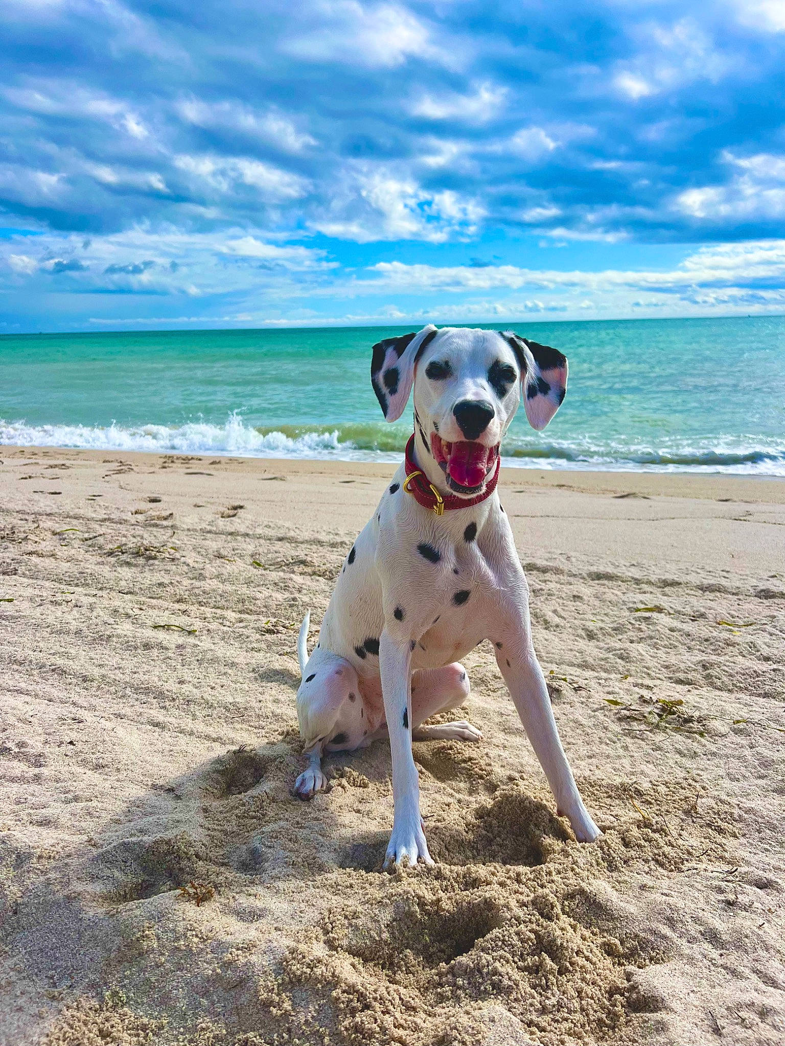 Luna is registered to the contest to win money with this photo: ball, beach, carnivore, cloud, collar, companion_dog, dog, dog_breed, dog_collar, fawn, football, fun, horizon, landscape, sand, sky, snout, sports_toy, water, working_animal