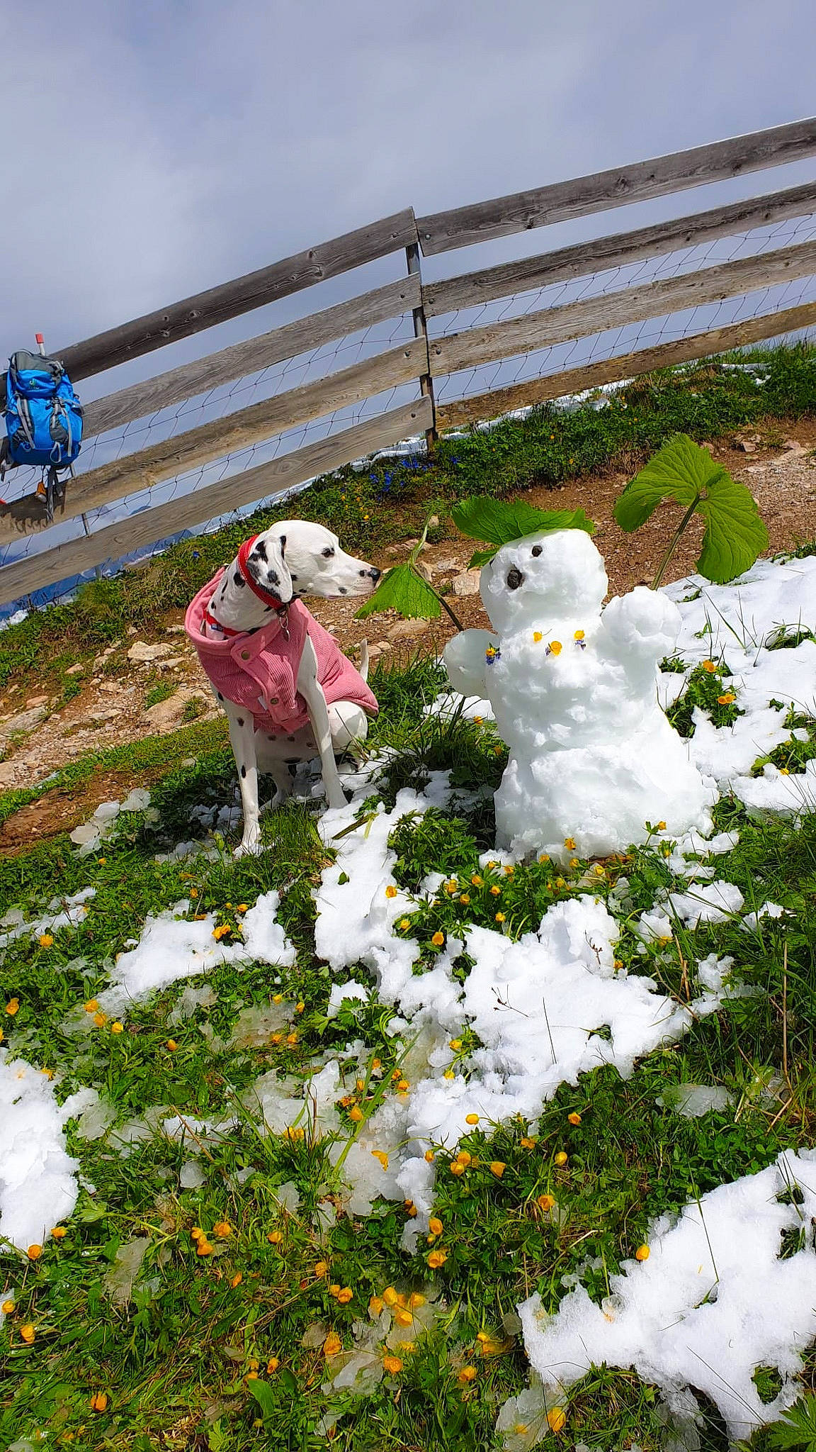 Luna is registered to the contest to win money with this photo: conifer, event, fence, flower, freezing, frost, garden, grass, groundcover, herb, plant, precipitation, shrub, sky, snow, snowman, toy, tree, wildflower, winter