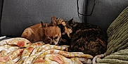 Artie is registered to the contest to win money with this photo: dog, cat, couch, blanket, snuggling, pet, cozy, resting, indoor, fur, animal, sleeping, comfort, friendship, warm, soft, home, companion, relaxing, cute