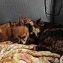 dog, cat, couch, blanket, snuggling, pet, cozy, resting, indoor, fur, animal, sleeping, comfort, friendship, warm, soft, home, companion, relaxing, cute