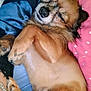 Artie joined the competition — help win amazing prizes! dog, sleeping, blanket, cozy, relaxed, pet, fur, paw, cute, resting, indoors, snuggling, brown_fur, animal, companion, closeup, comfort, couch, soft, napping
