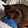 Artie joined the competition — help win amazing prizes! kitten, dog, bed, blanket, pillow, fur, pet, indoor, cozy, animal, cute, curious, sleepwear, fabric, resting, white, brown, blue, checkered, soft