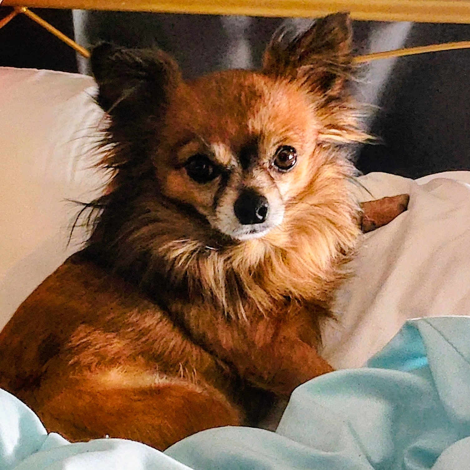 Artie is registered to the contest to win money with this photo: animal, bed, blanket, brown_fur, companion, cozy, cute, cute_pet, dog, domestic_animal, ears, fluffy, fur, indoor, looking, pet, pillow, relaxed, resting, small_dog