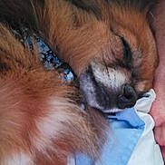 Artie joined the competition — help win amazing prizes! dog, sleeping, close_up, fluffy, pet, bed, rest, relaxation, fur, canine, domestic_animal, comfort, cute, animal, pillow, indoor, peaceful, collar, snout, nap