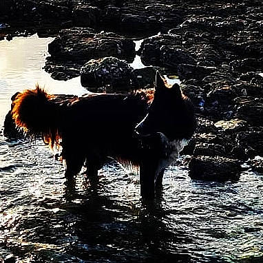 Chess a rejoint le concours — aidez-le/la à gagner de superbes lots ! canidae, carnivore, companion_dog, darkness, dog, dog_breed, gesture, grass, happy, lake, landscape, natural_landscape, people_in_nature, reflection, sunlight, tail, water, water_resources, watercourse, working_animal