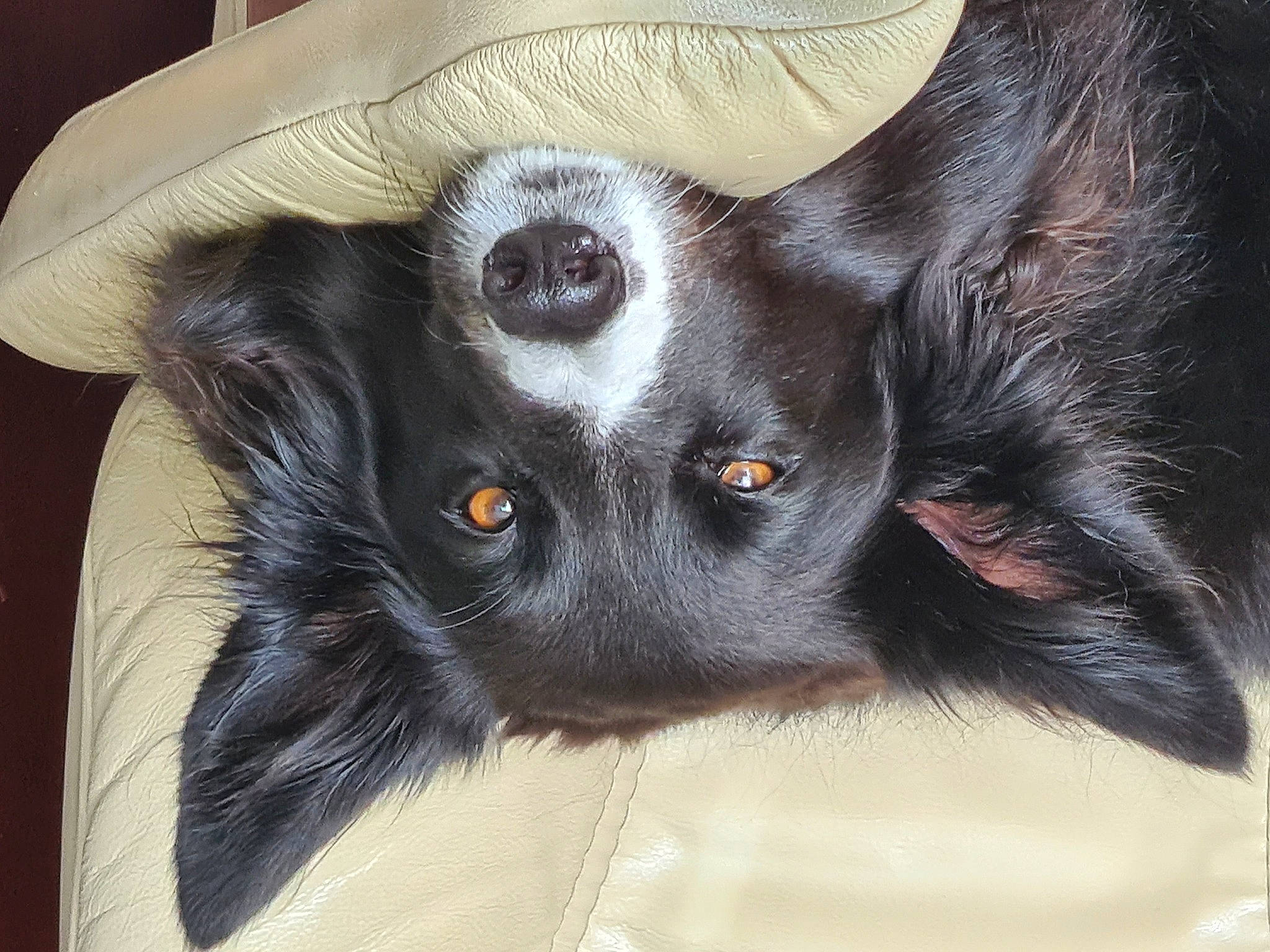 Chess participe au concours pour gagner de l'argent avec cette photo : carnivore, companion_dog, dog, dog_breed, ear, fur, jaw, liver, snout, sporting_group, terrestrial_animal, whiskers, working_animal