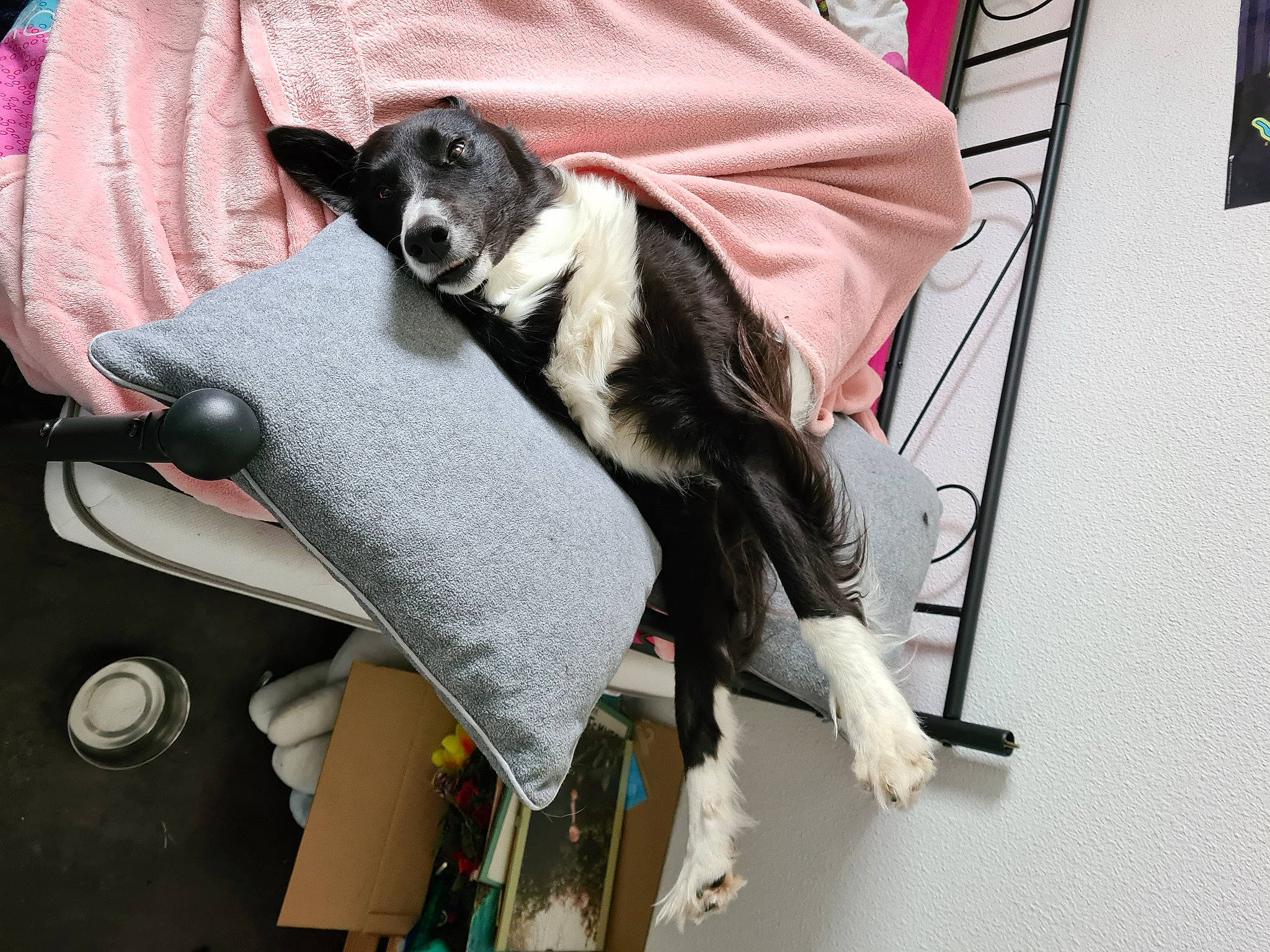 Chess a rejoint le concours — aidez-le/la à gagner de superbes lots ! bicycle_handlebar, carnivore, collar, comfort, companion_dog, dog, dog_breed, felidae, flooring, fur, linens, mammal, non_sporting_group, small_to_medium_sized_cats, tail, vehicle, vertebrate, working_animal