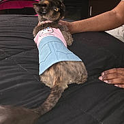 Princessbear joined the competition — help win amazing prizes! animal, bed, black_bedspread, casual, cat, clothing, cute, domestic_animal, fluffy, furniture, hand, home, indoor, looking_away, person, pet, pink, relaxing, soft, tail