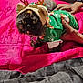 animal, bed, blanket, cat, costume, cute, festive, furniture, green, hand, holiday, indoor, living_room, pajamas, person, pet, pink, reindeer_hat, television, watch