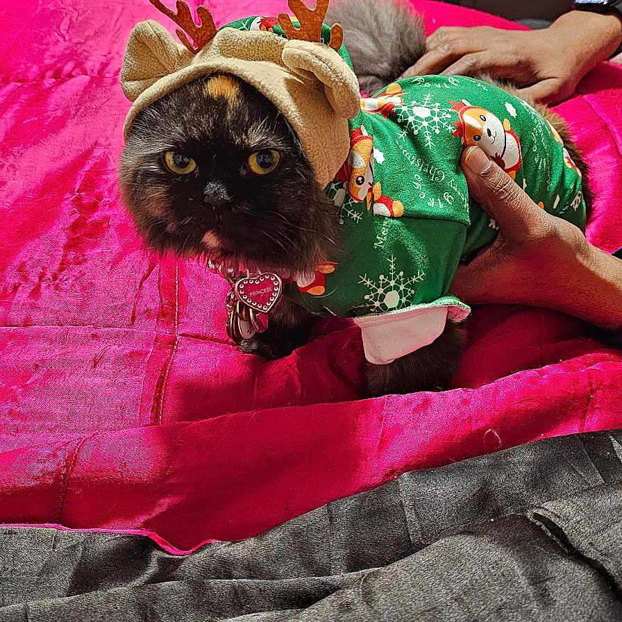 Princessbear joined the competition — help win amazing prizes! animal, bed, blanket, cat, costume, cute, festive, furniture, green, hand, holiday, indoor, living_room, pajamas, person, pet, pink, reindeer_hat, television, watch