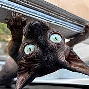 Midget is registered to the contest to win money with this photo: cat, sphynx_cat, close_up, large_eyes, claws, hairless, window, curious, pet, animal, indoor, face, ears, whiskers, skin_texture, portrait, looking_up, feline, black_cat, sharp_claws