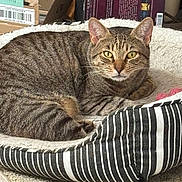 Sandy is registered to the contest to win money with this photo: tabby_cat, cat, pet_bed, striped_bed, indoor, relaxed, alert, feline, animal, carpet, cardboard_box, book, wooden_surface, fur, whiskers, ears, yellow_eyes, resting, cozy, home