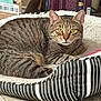 tabby_cat, cat, pet_bed, striped_bed, indoor, relaxed, alert, feline, animal, carpet, cardboard_box, book, wooden_surface, fur, whiskers, ears, yellow_eyes, resting, cozy, home