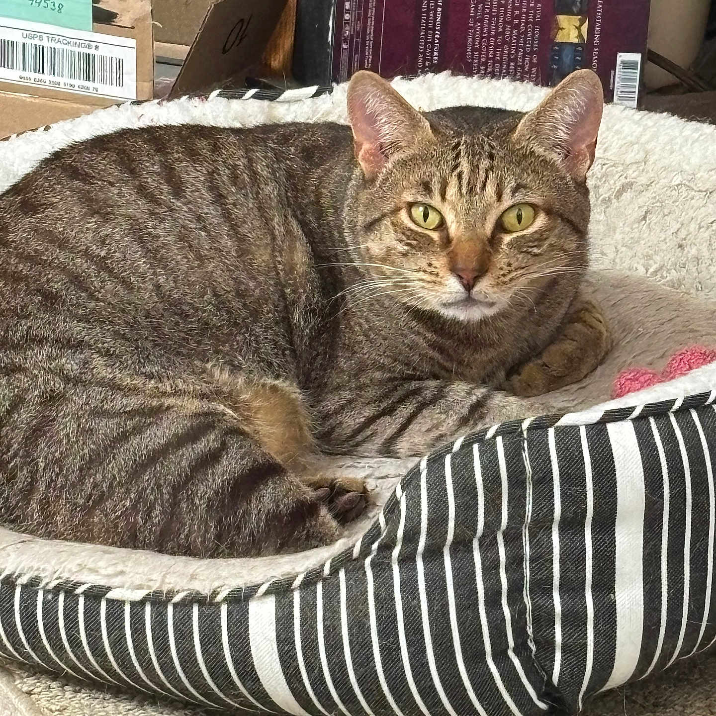 Sandy is registered to the contest to win money with this photo: alert, animal, book, cardboard_box, carpet, cat, cozy, ears, feline, fur, home, indoor, pet_bed, relaxed, resting, striped_bed, tabby_cat, whiskers, wooden_surface, yellow_eyes