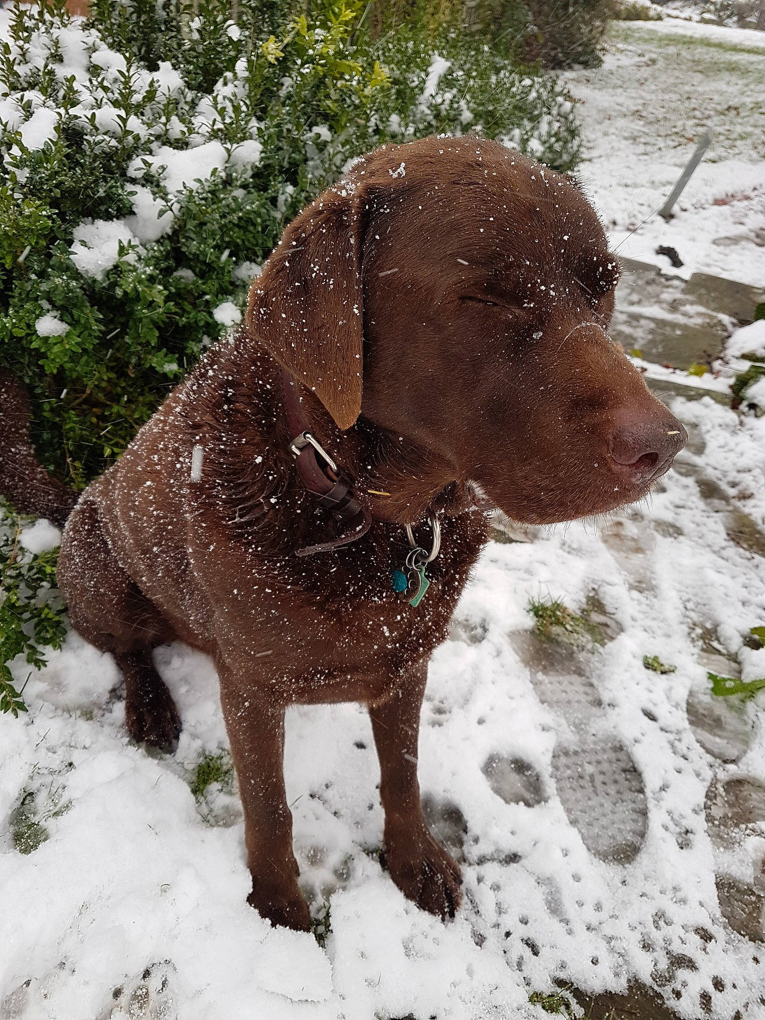 Ralph joined the competition — help win amazing prizes! canidae, carnivore, chesapeake_bay_retriever, dog, dog_breed, german_shorthaired_pointer, gun_dog, hunting_dog, labrador_retriever, liver, mammal, pointing_breed, retriever, snout, snow, sporting_group