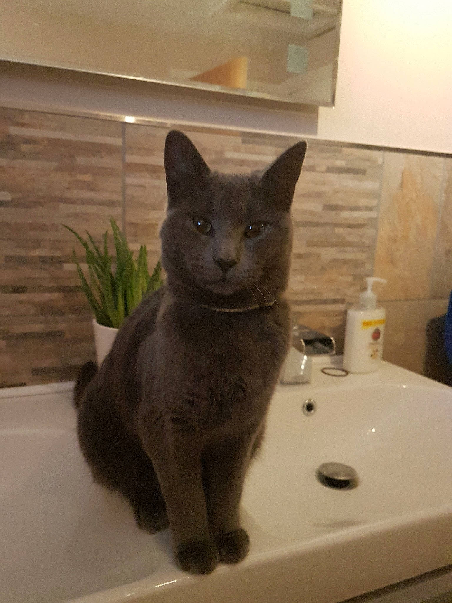 Doris is registered to the contest to win money with this photo: black_cat, british_shorthair, burmese, carnivore, cat, chartreux, domestic_short_haired_cat, european_shorthair, felidae, korat, mammal, nebelung, room, russian_blue, sink, small_to_medium_sized_cats, whiskers