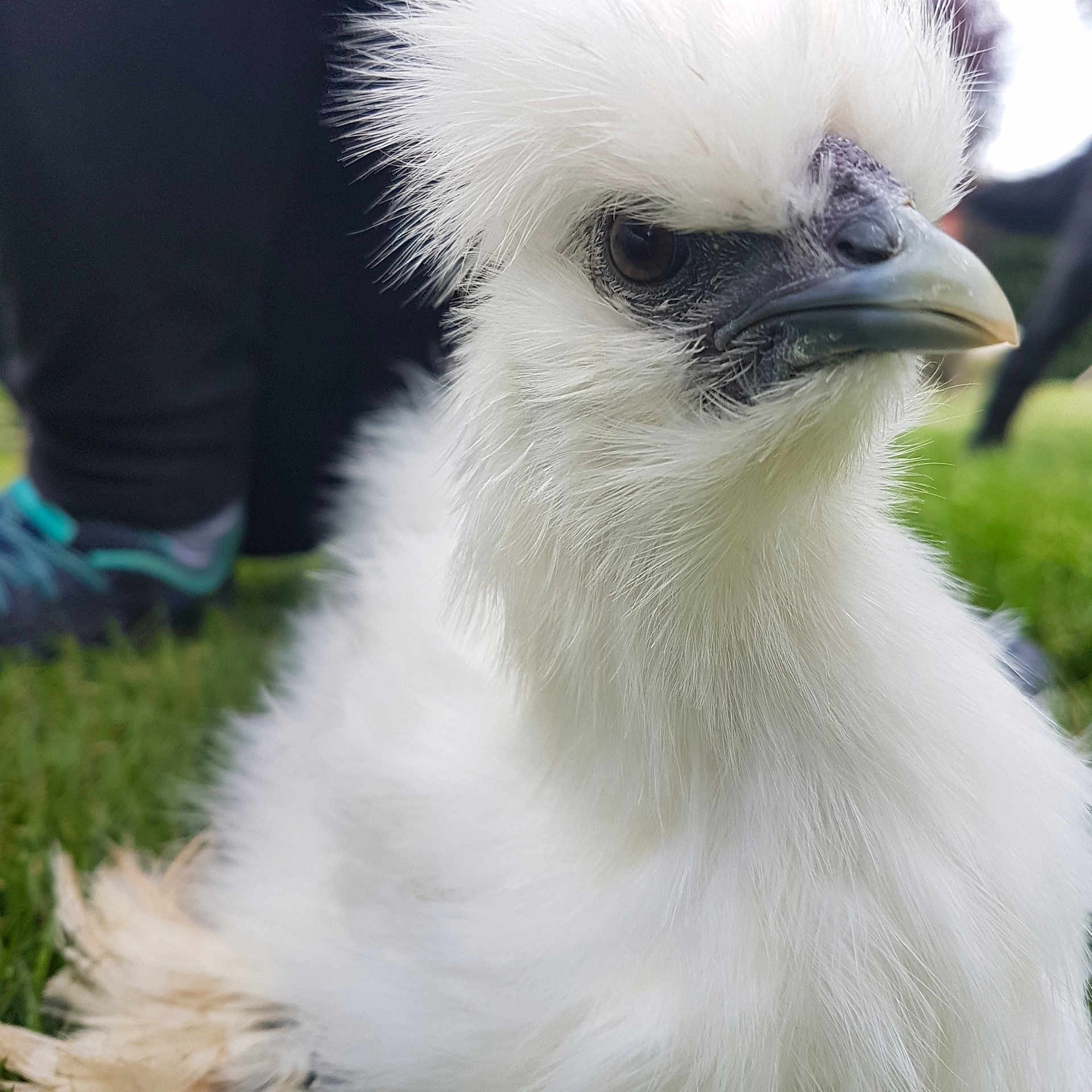 Nugget