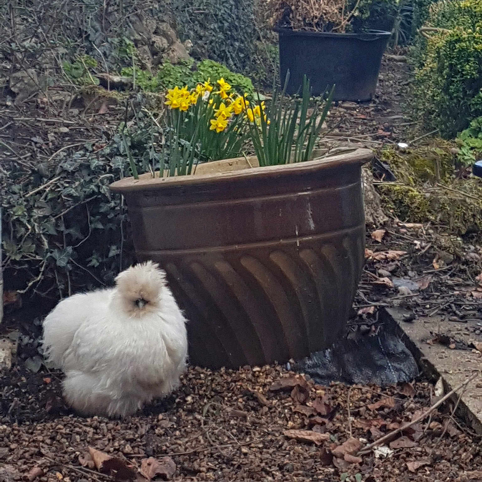 Fluffy