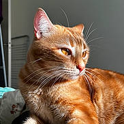 Moon a rejoint le concours — aidez-le/la à gagner de superbes lots ! amber_eyes, animal, calm, cat, closeup, cute, domestic_cat, feline, fur, indoor, looking_away, mammal, orange_tabby, pet, portrait, relaxed, resting, soft_light, sunlight, whiskers
