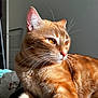 amber_eyes, animal, calm, cat, closeup, cute, domestic_cat, feline, fur, indoor, looking_away, mammal, orange_tabby, pet, portrait, relaxed, resting, soft_light, sunlight, whiskers