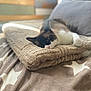 Tatoo participe au concours pour gagner de l'argent avec cette photo : cat, blanket, bed, cozy, feline, fur, indoor, light, nap, pattern, pillow, resting, soft, star_pattern, sunlight, texture, warm, wood, relaxation, animal