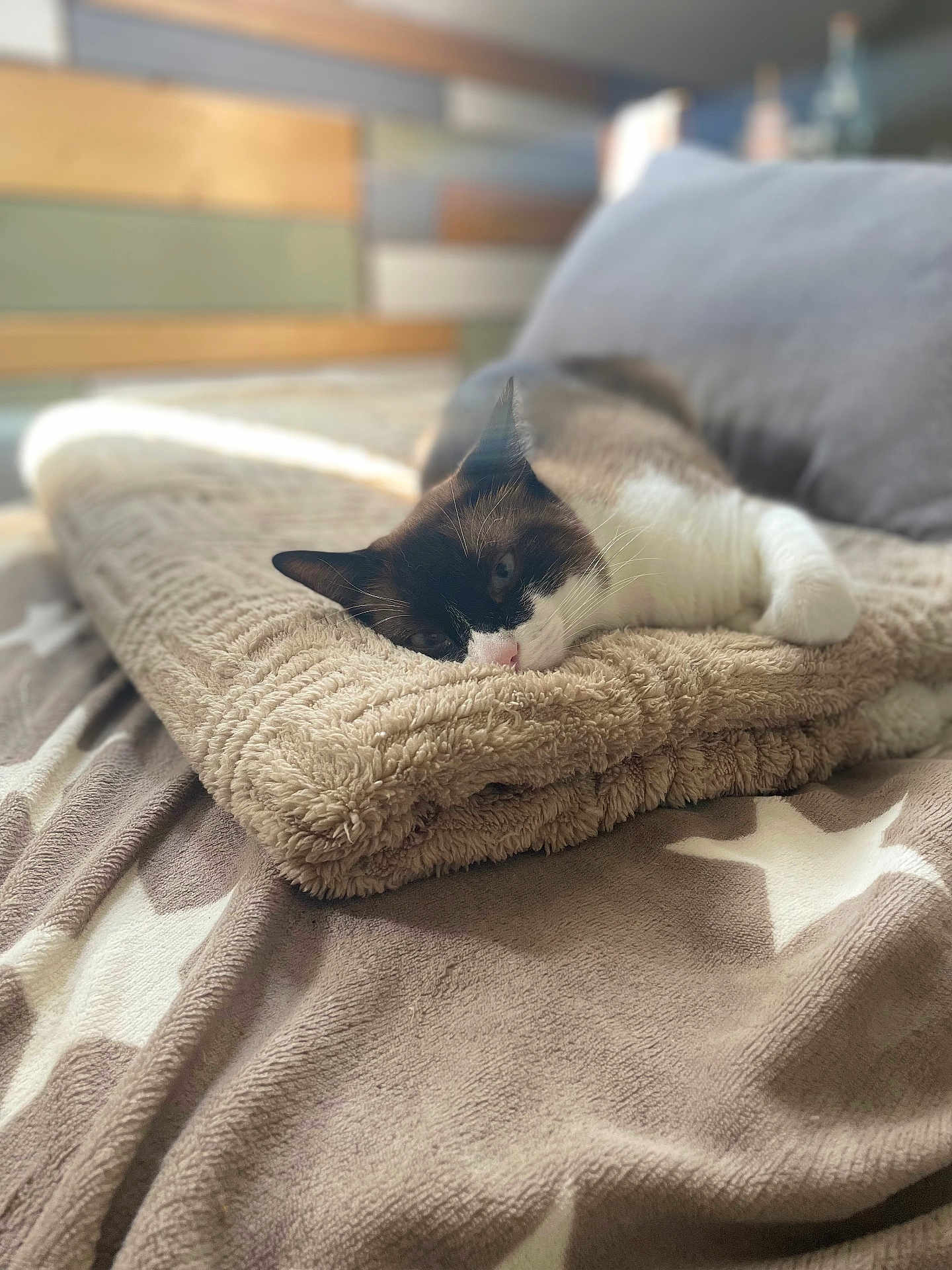Tatoo participe au concours pour gagner de l'argent avec cette photo : cat, blanket, bed, cozy, feline, fur, indoor, light, nap, pattern, pillow, resting, soft, star_pattern, sunlight, texture, warm, wood, relaxation, animal