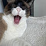 Tatoo a rejoint le concours — aidez-le/la à gagner de superbes lots ! cat, yawning, whiskers, mouth_open, fur, animal, pet, close_up, white_fur, black_fur, pink_tongue, teeth, sleepy, fluffy, blanket, indoor, cute, mammal, resting, paw