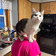 Ray joined the competition — help win amazing prizes! cat, pet, indoor, kitchen, person, shoulder, pink_shirt, wooden_cabinets, window, sink, appliance, stove, curious, feline, domestic, white_and_gray_cat, tile_floor, teapot, plant, countertop