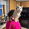 cat, pet, indoor, kitchen, person, shoulder, pink_shirt, wooden_cabinets, window, sink, appliance, stove, curious, feline, domestic, white_and_gray_cat, tile_floor, teapot, plant, countertop