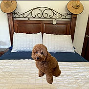 Bruno is registered to the contest to win money with this photo: dog, poodle, bed, pillow, headboard, straw_hat, wooden_furniture, bedroom, curious, pet, fur, indoor, cozy, blue_bedsheet, white_pillow, decor, metalwork, sitting, cute, animal