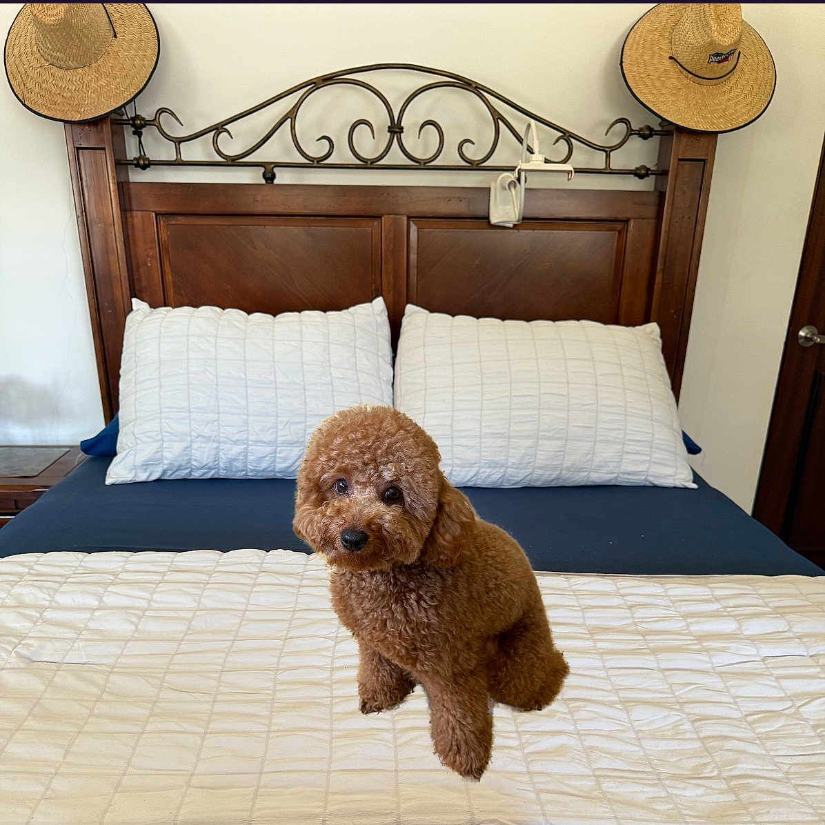 Bruno is registered to the contest to win money with this photo: animal, bed, bedroom, blue_bedsheet, cozy, curious, cute, decor, dog, fur, headboard, indoor, metalwork, pet, pillow, poodle, sitting, straw_hat, white_pillow, wooden_furniture