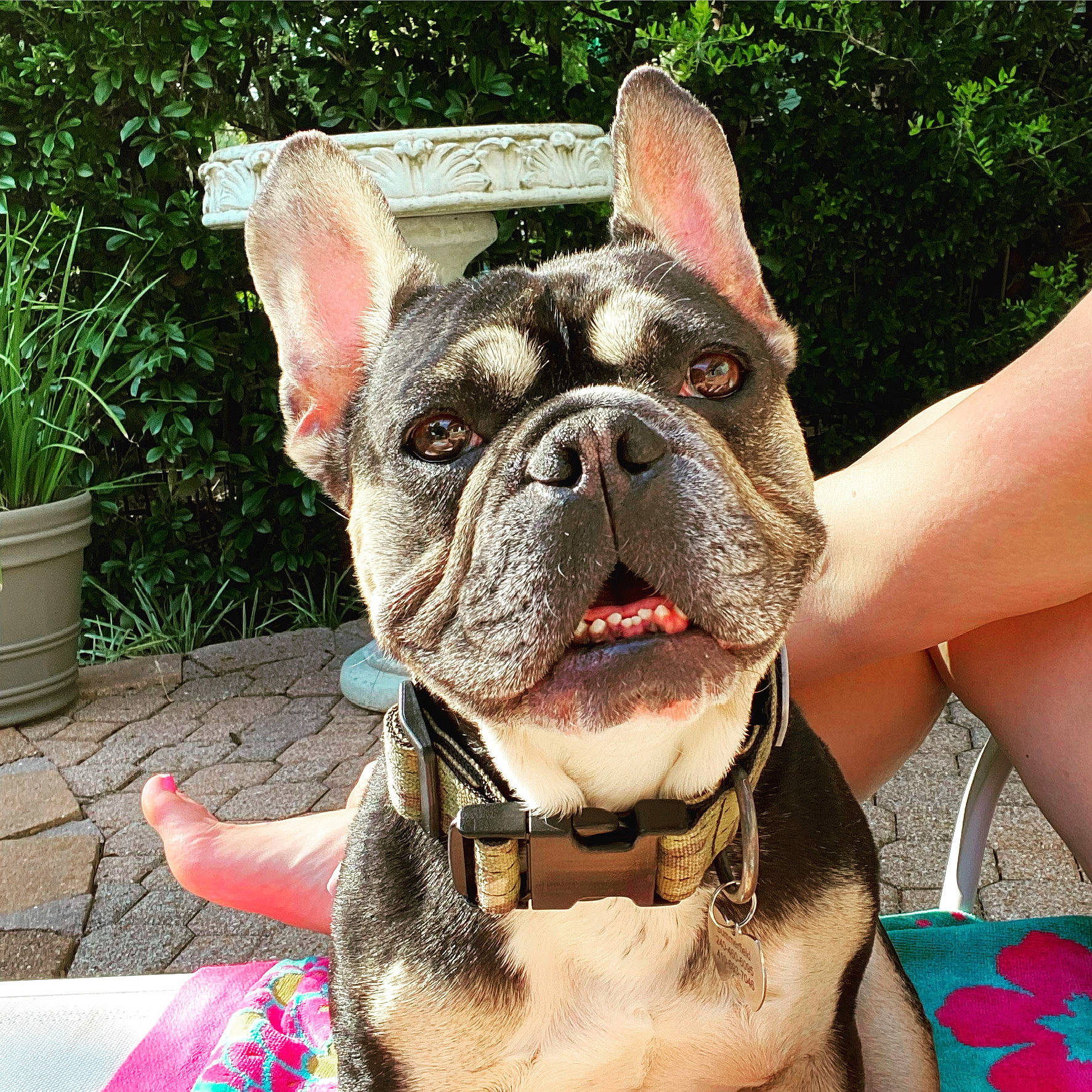 Oscar is registered to the contest to win money with this photo: bulldog, carnivore, collar, companion_dog, dog, dog_breed, dog_collar, ear, fawn, flowerpot, grass, houseplant, leash, pink, plant, snout, toy_dog, whiskers, working_animal, wrinkle