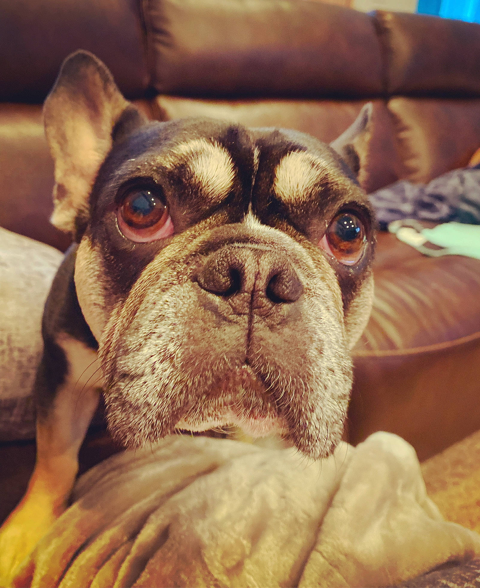 Oscar joined the competition — help win amazing prizes! carnivore, close_up, cloud, comfort, companion_dog, dog, dog_breed, ear, eye, fawn, head, jaw, nose, sky, snout, sporting_group, toy_dog, whiskers, working_animal, wrinkle